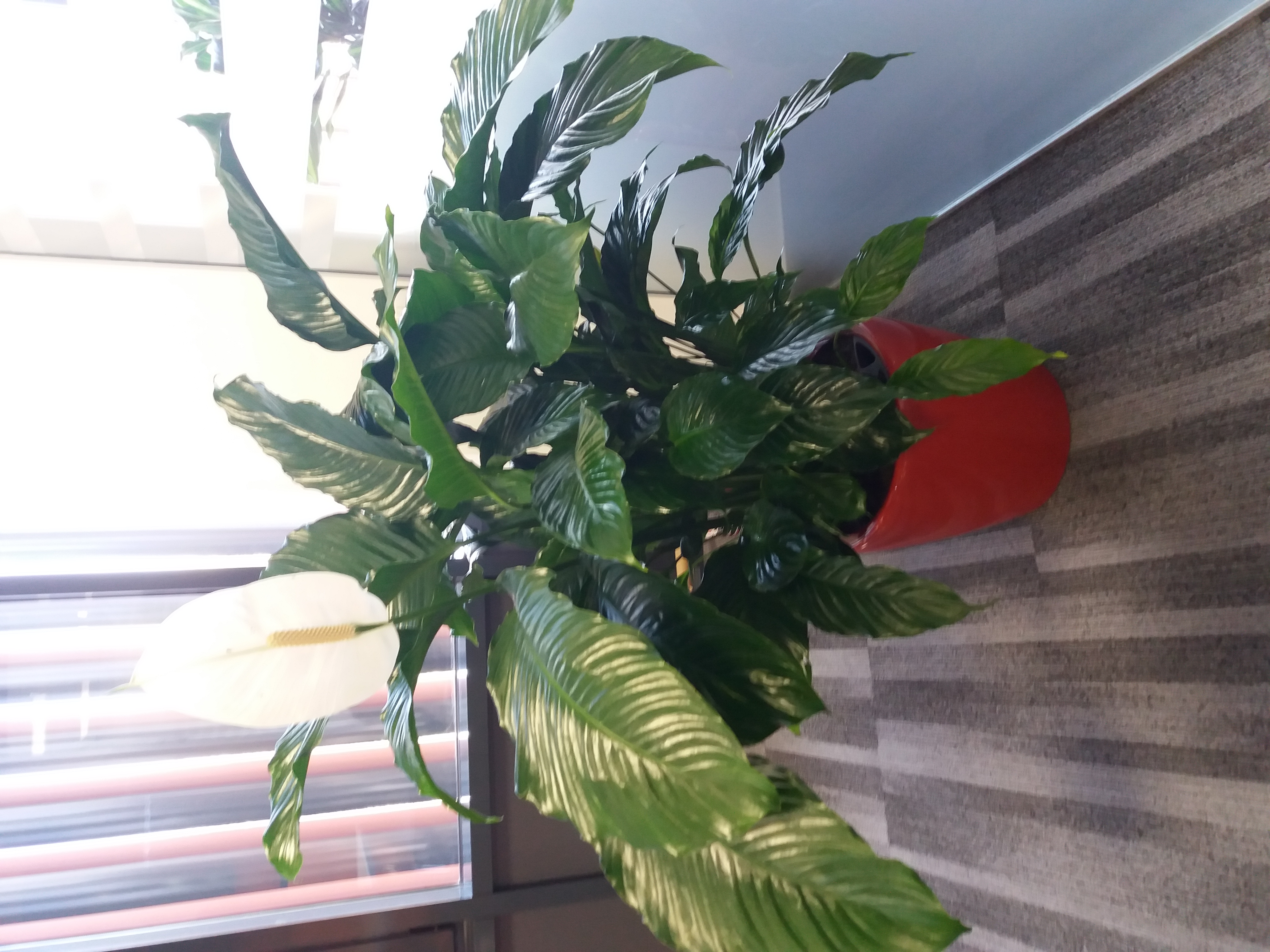 Plante ornamentale de interior care purifică aerul