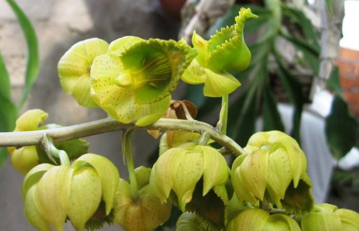Catasetum albuquerque ORHIDEE