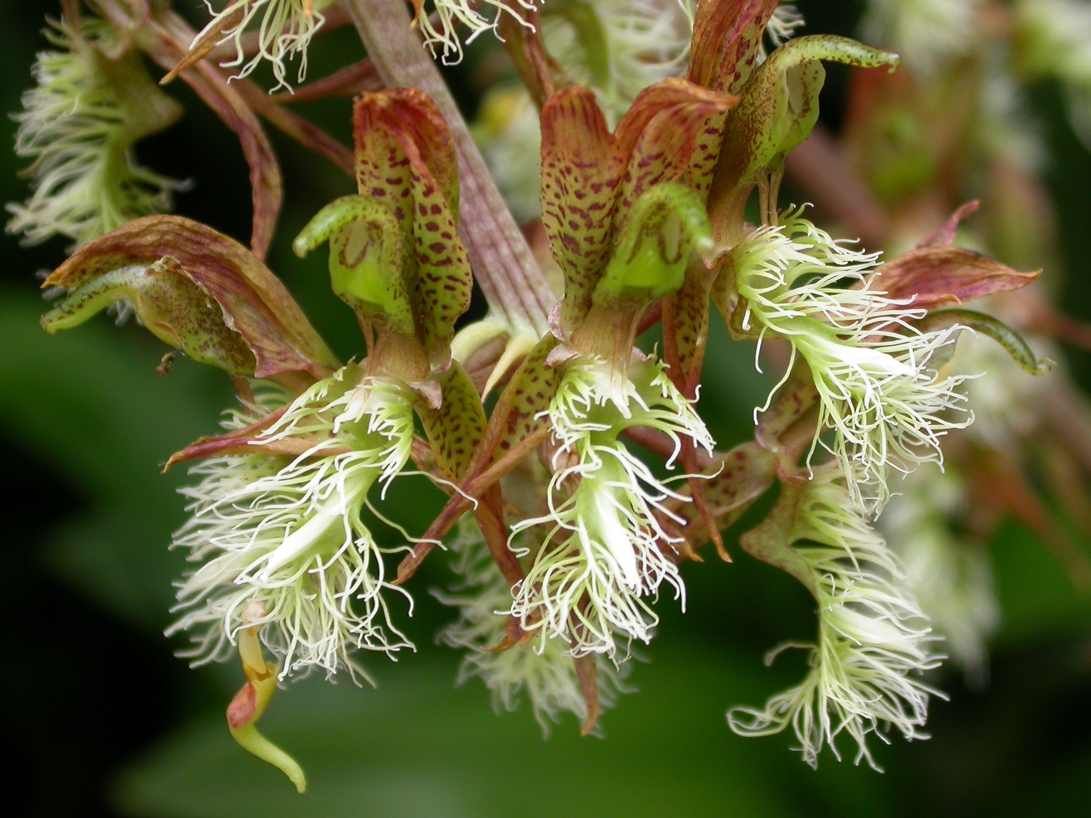 Catasetum_barbatum