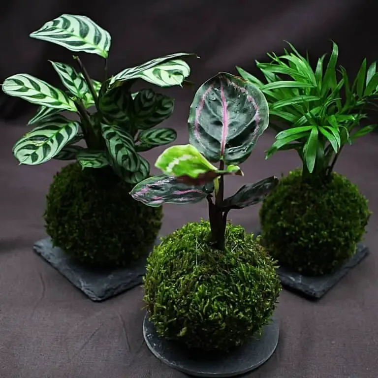 Kokedama — arta japoneză a plantelor verzi
