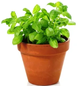 Busuioc în ghiveci — mica grădină de plante aromatice